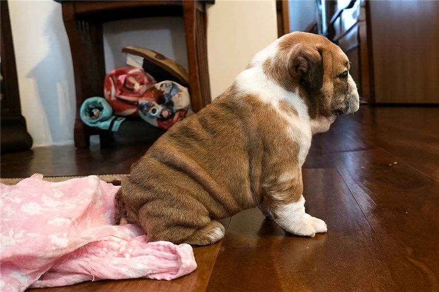 Reinrassige Englische Bulldoggen welpen