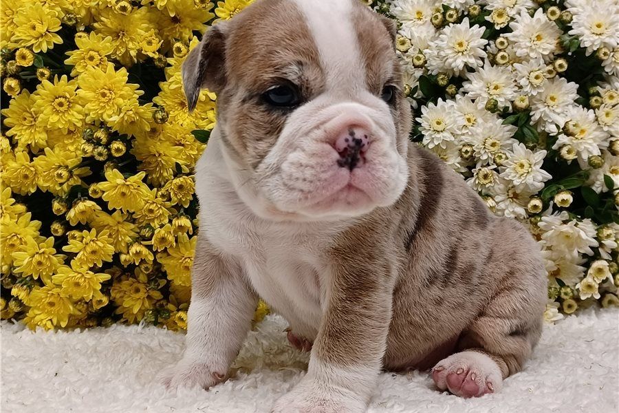 Reinrassige Englische Bulldoggen welpen .