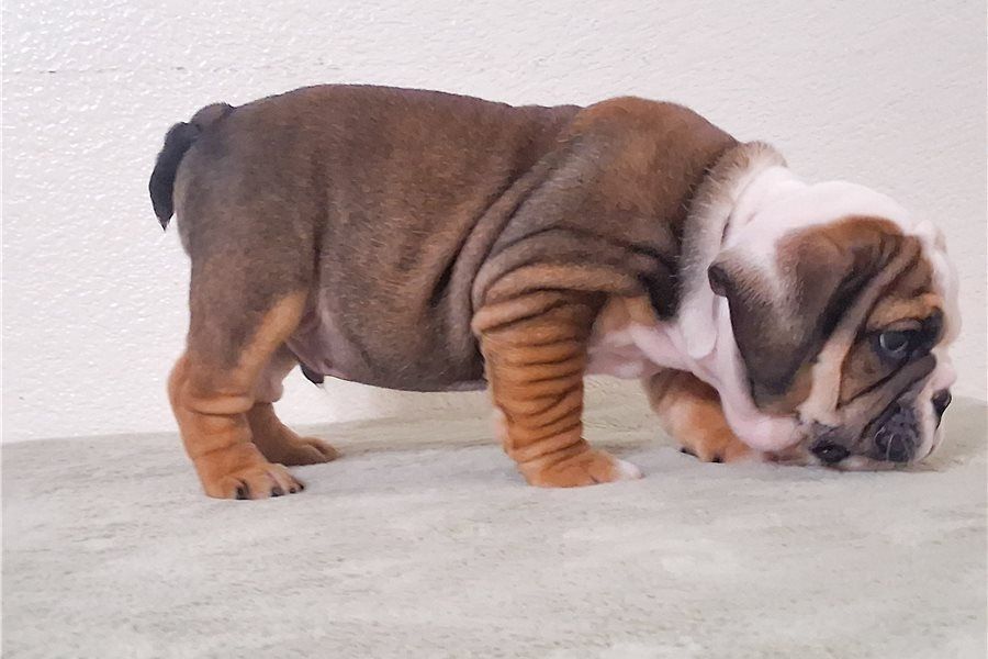 Reinrassige Englische Bulldoggen welpen .