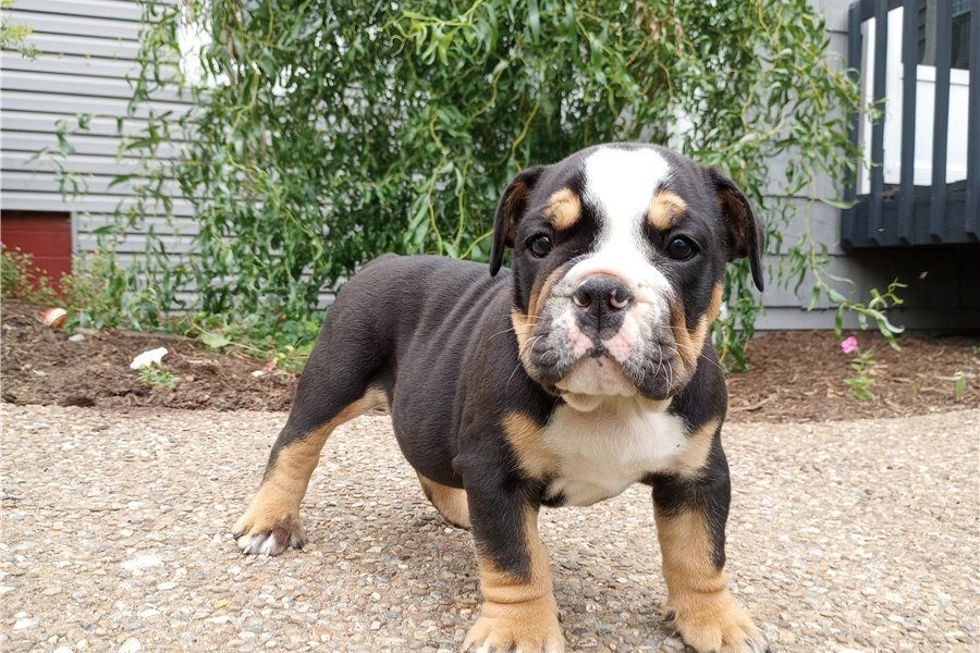 Reinrassige Englische Bulldoggen welpen .