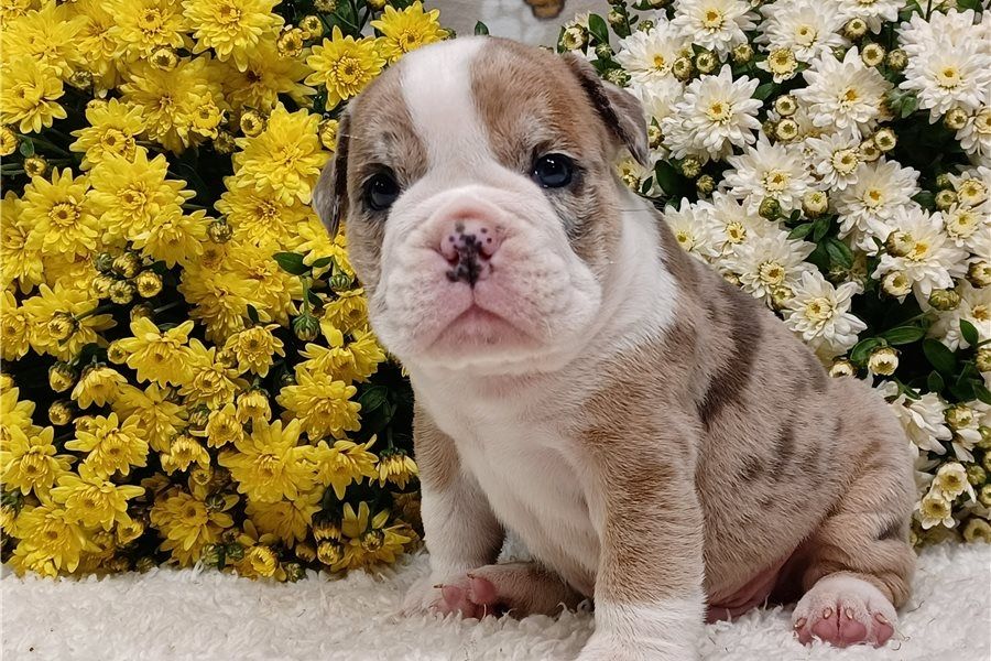Reinrassige Englische Bulldoggen welpen .