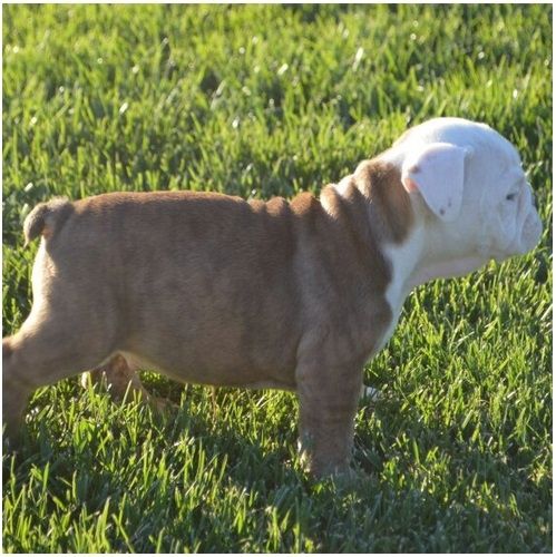 Reinrassige Englische Bulldoggen welpen .