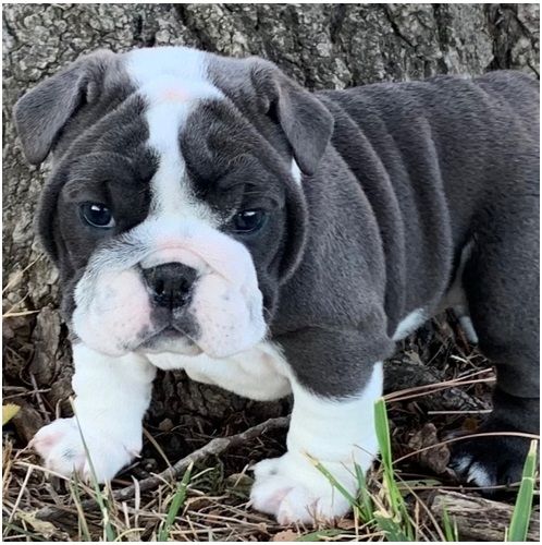 Reinrassige Englische Bulldoggen welpen .