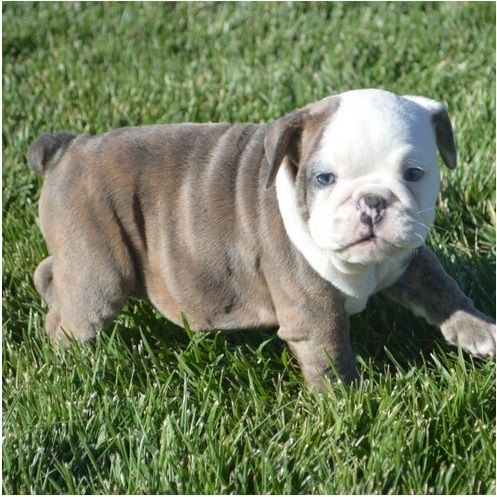 Reinrassige Englische Bulldoggen welpen .