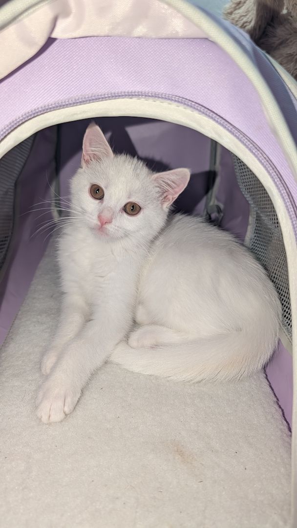 Süßes Katzenmädchen sucht Zuhause 🤍