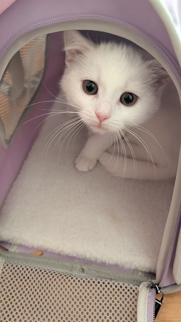 Süßes Katzenmädchen sucht Zuhause 🤍