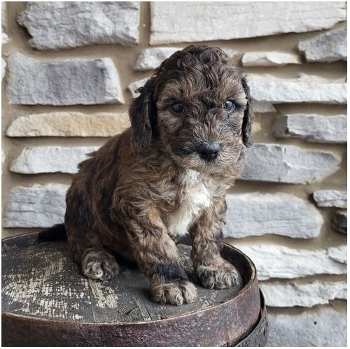 Reinrassige goldendoodle welpen