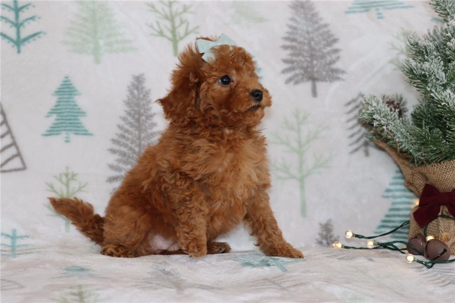 Reinrassige goldendoodle welpen