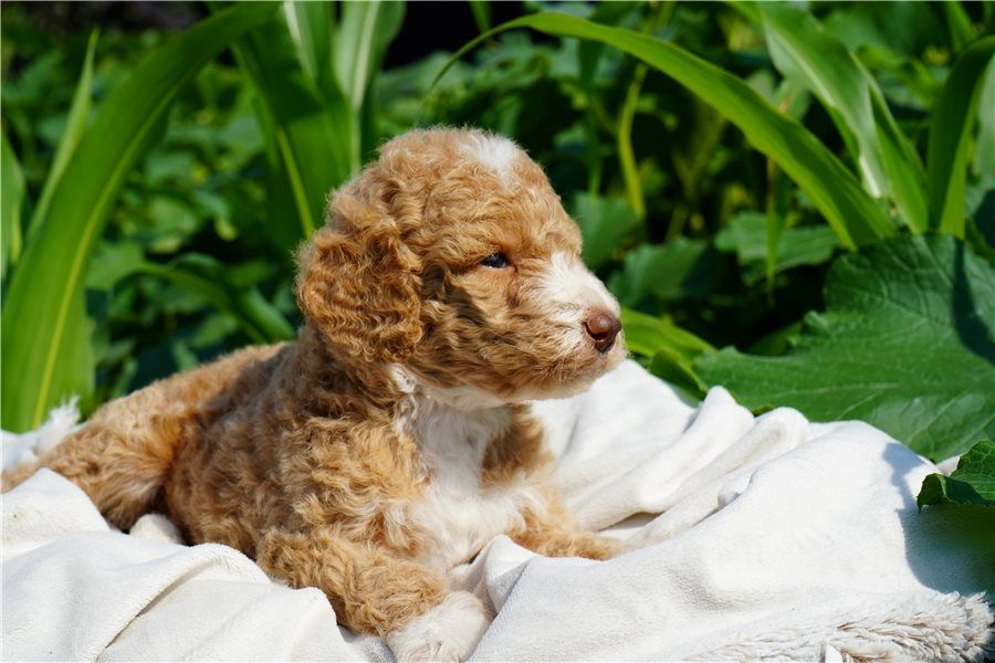 Reinrassige goldendoodle welpen