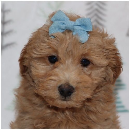 Reinrassige goldendoodle welpen