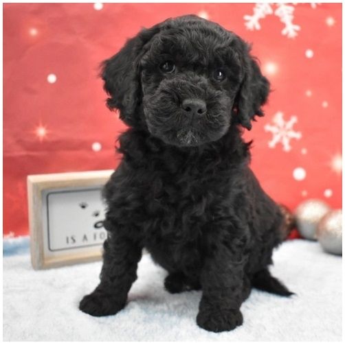 Reinrassige goldendoodle welpen