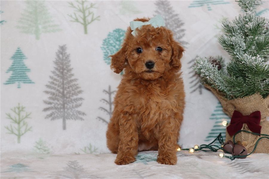 Reinrassige goldendoodle welpen