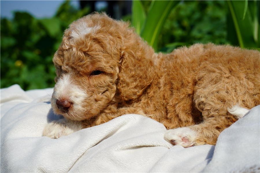 Reinrassige goldendoodle welpen