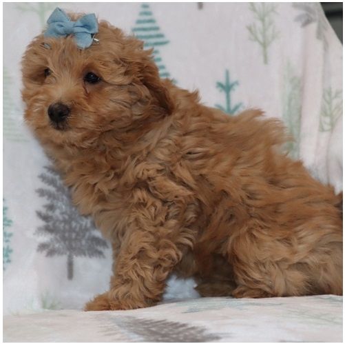 Reinrassige goldendoodle welpen