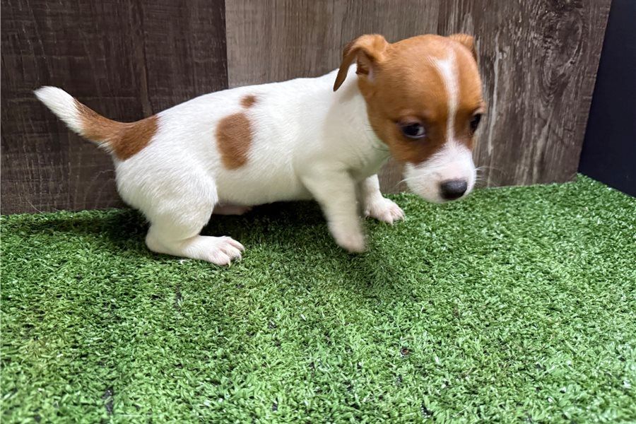 Reinrassige Jack Russell Terrier welpen .