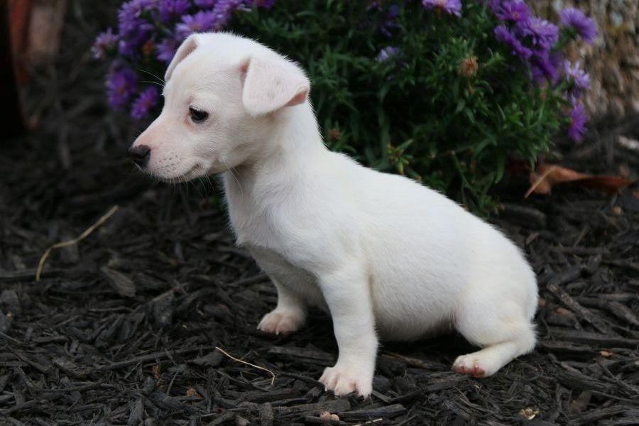 Reinrassige Jack Russell Terrier welpen .