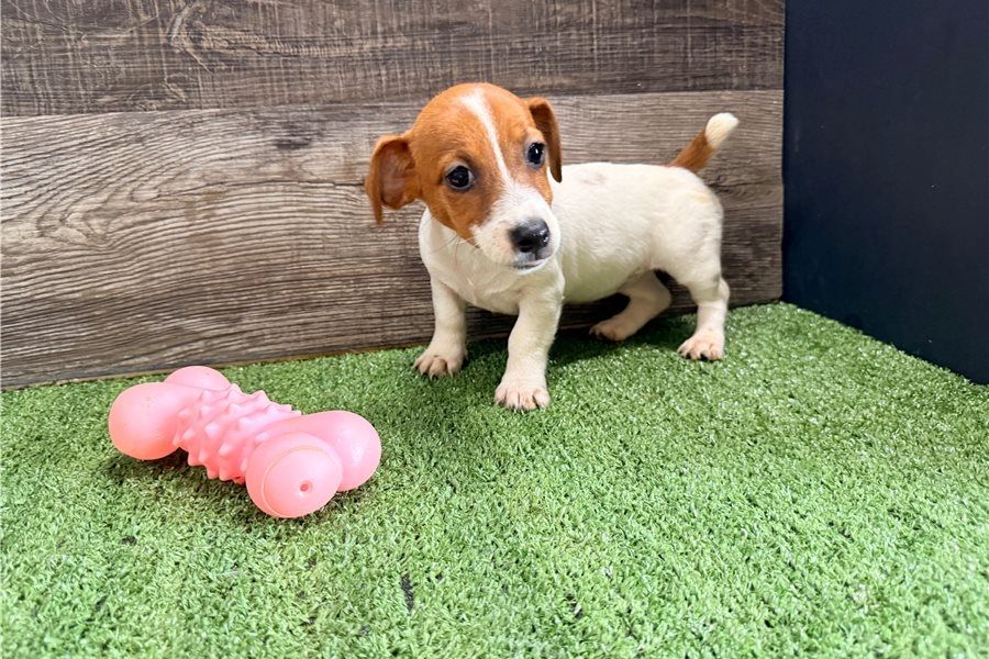 Reinrassige Jack Russell Terrier welpen .