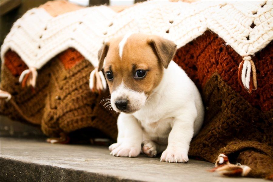 Reinrassige Jack Russell Terrier welpen .
