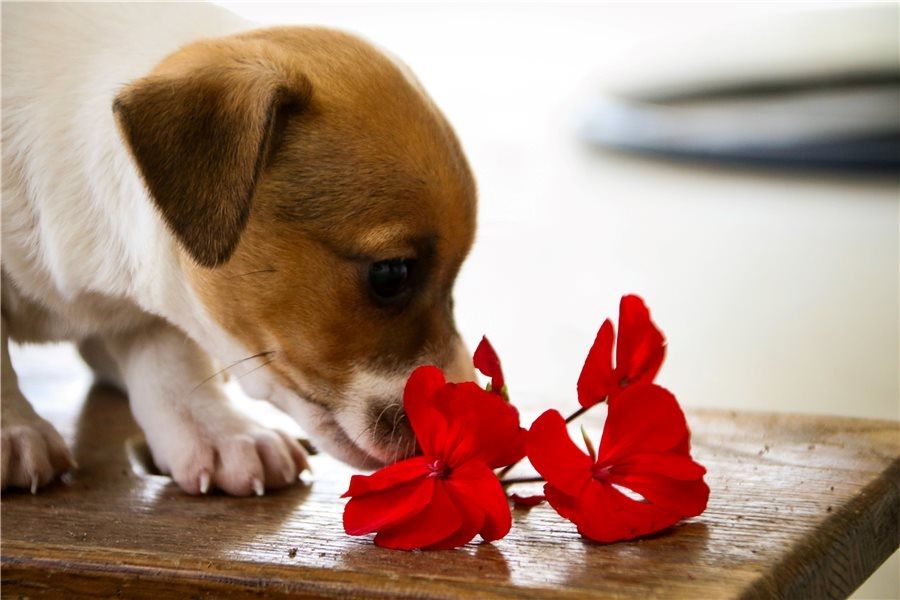 Reinrassige Jack Russell Terrier welpen
