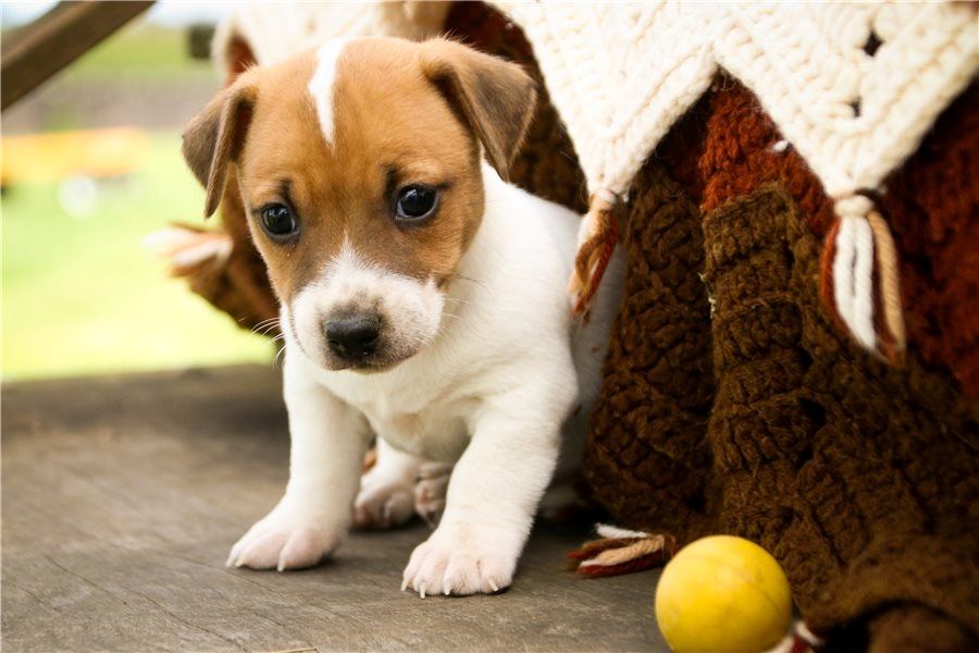 Reinrassige Jack Russell Terrier welpen