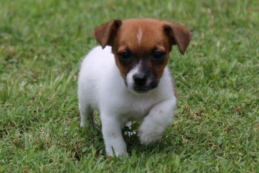Reinrassige Jack Russell Terrier welpen