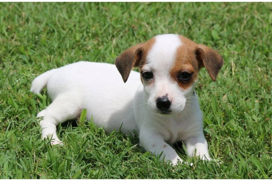 Reinrassige Jack Russell Terrier welpen