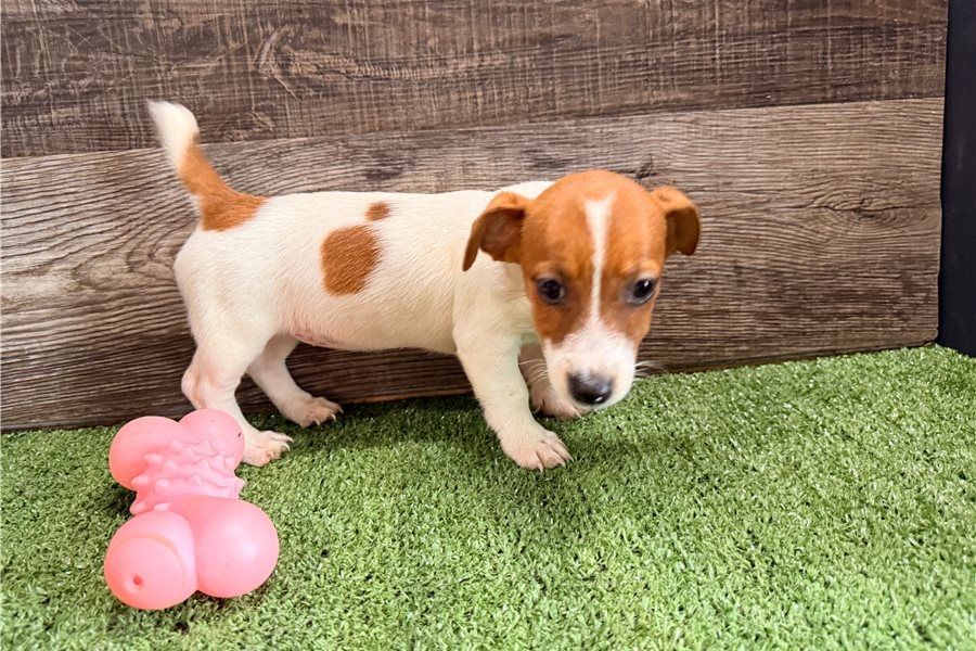 Reinrassige Jack Russell Terrier welpen .
