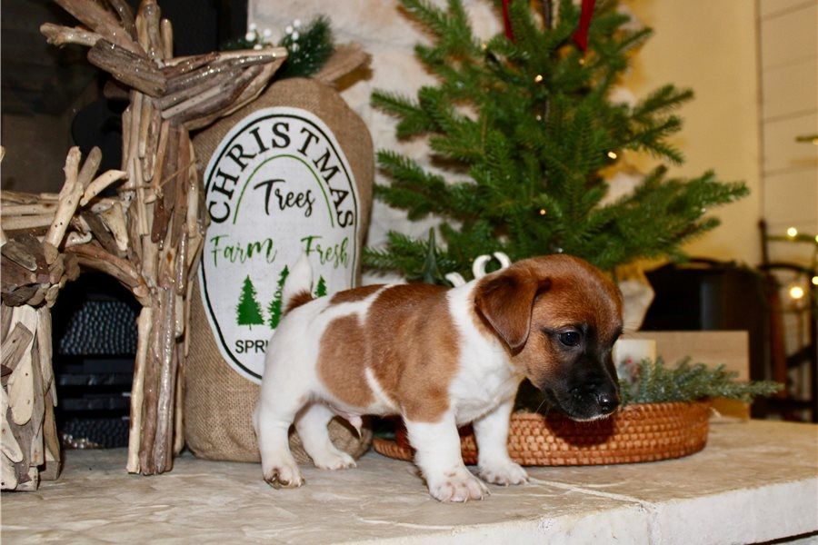 Reinrassige Jack Russell Terrier welpen