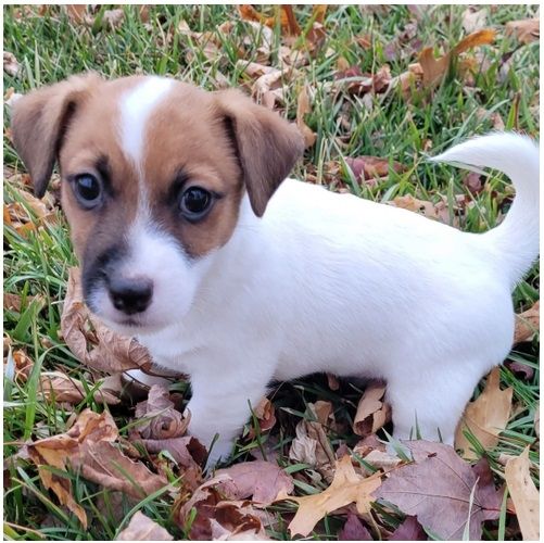 Reinrassige Jack Russell Terrier welpen .
