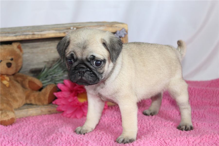 Reinrassige Mops welpen
