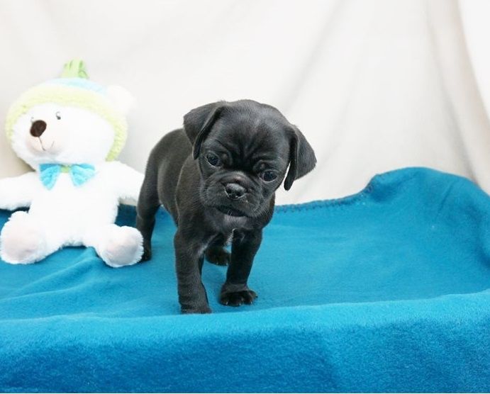 Reinrassige Mops welpen