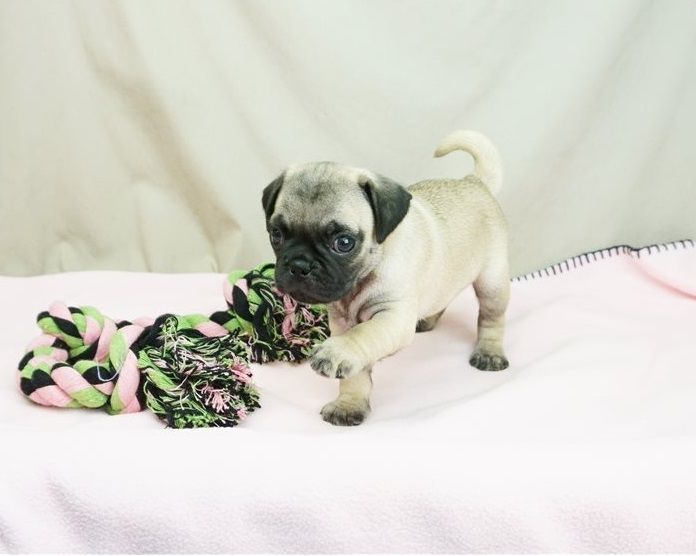 Reinrassige Mops welpen