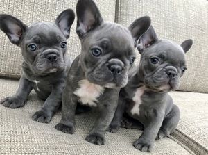 Französische Bulldoggenwelpen