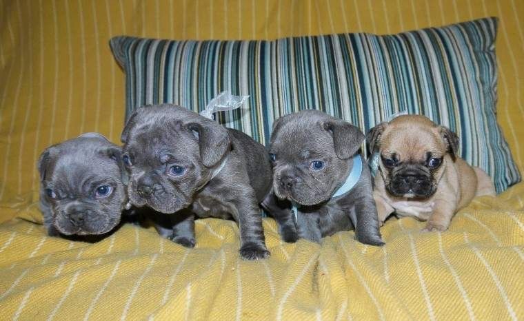Französische Bulldoggenwelpen,,