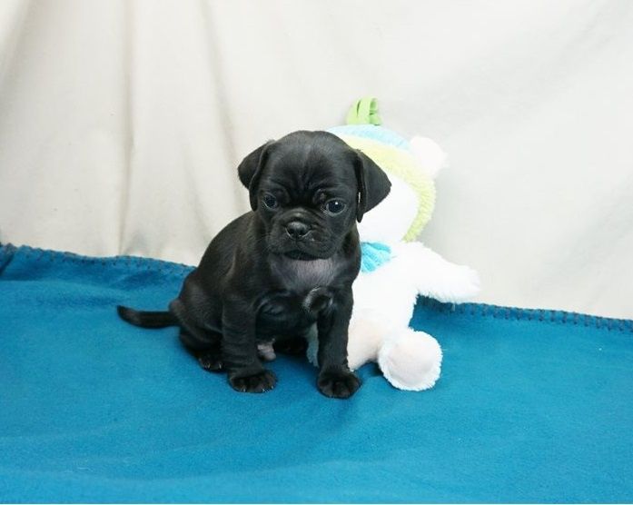Reinrassige Mops welpen
