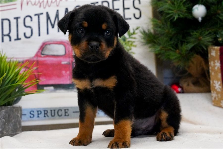 Reinrassige Rottweiler-welpen