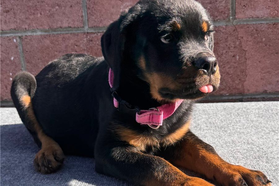 Reinrassige Rottweiler-welpen