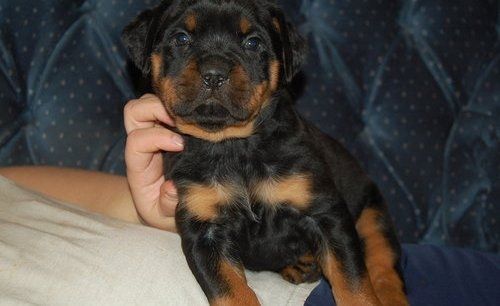 Reinrassige Rottweiler-welpen