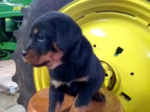 Reinrassige Rottweiler-welpen