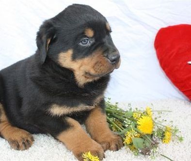 Reinrassige Rottweiler-welpen