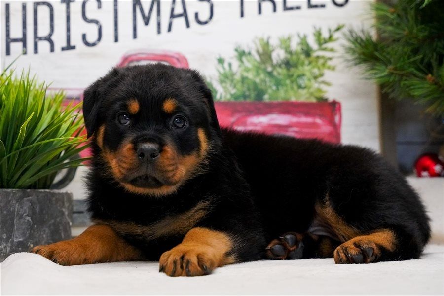 Reinrassige Rottweiler-welpen