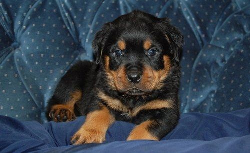Reinrassige Rottweiler-welpen