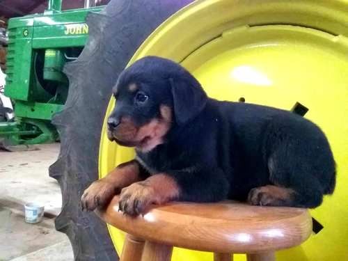 Reinrassige Rottweiler-welpen