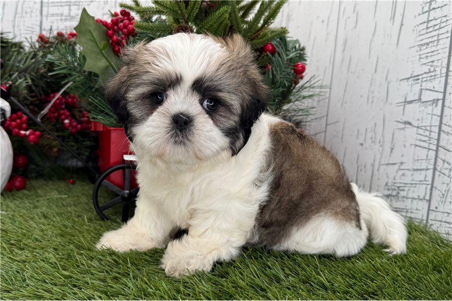 Reinrassige shih tzu welpen .