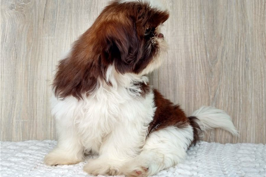Reinrassige shih tzu welpen