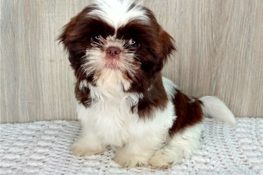 Reinrassige shih tzu welpen