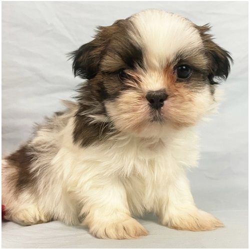 Reinrassige shih tzu welpen