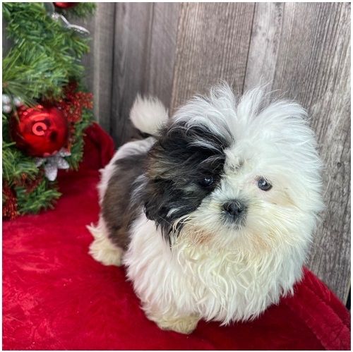 Reinrassige shih tzu welpen .