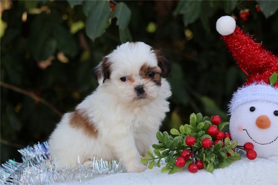 Reinrassige shih tzu welpen .