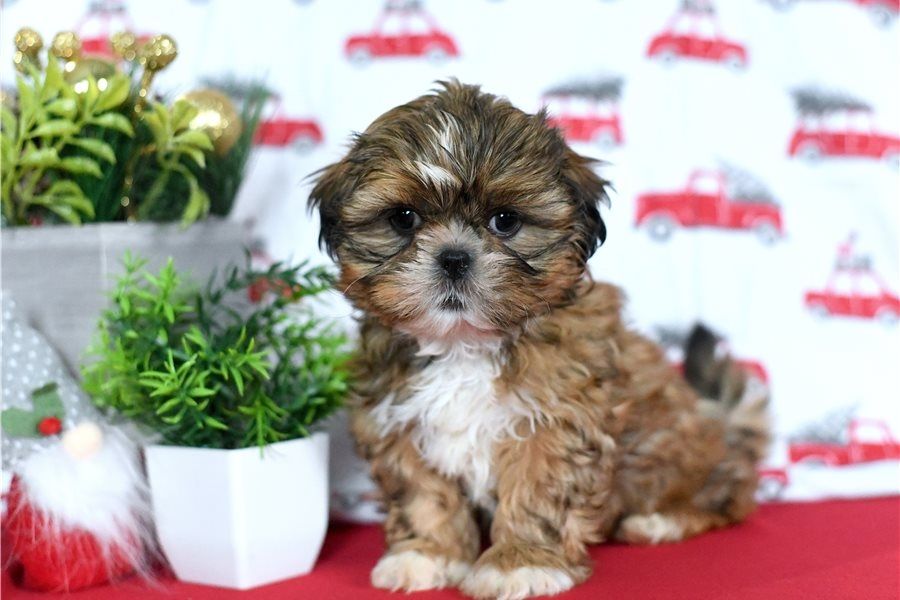 Reinrassige shih tzu welpen .